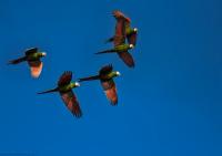 thumb_Chestnut-Fronted Macaw